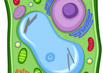 Animal Cell: Structure, Function, Definition & Types