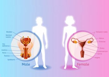 Human Reproduction Class 12 Notes: What is the process of reproduction of humans?
