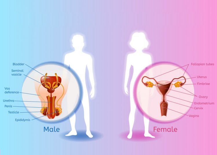 Human Reproduction Class 12 Notes: What is the process of reproduction of humans?