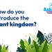 Plant kingdom introduction: All you need to know about Plant Kingdom