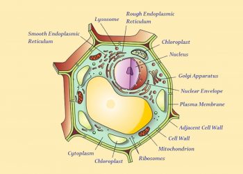 Class 9 CBSE Fundamental Unit Of Life Notes for Science Exam