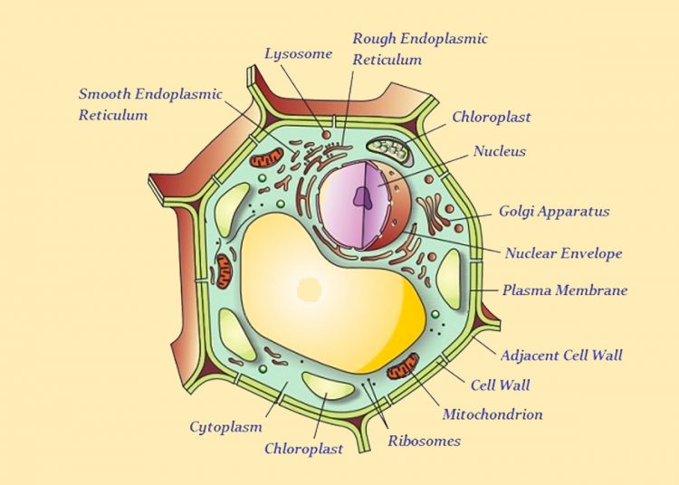Class 9 CBSE Fundamental Unit Of Life Notes for Science Exam