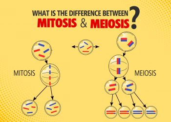difference between Mitosis and Meiosis