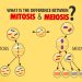 difference between Mitosis and Meiosis