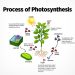Photosynthesis in plants