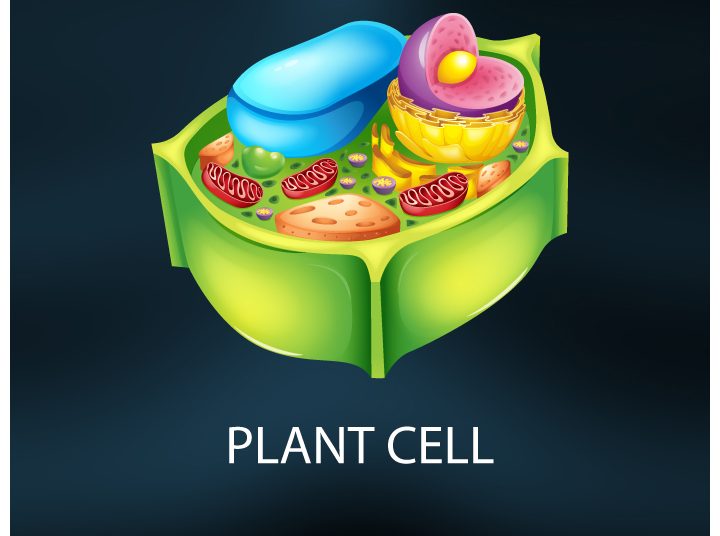 Plant Cell: Definition, Structure, Function& Types
