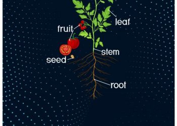 cropped-What-are-the-Main-Functions-of-a-Root-1.jpg