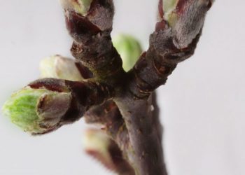 cropped-budding-and-flowering.jpg