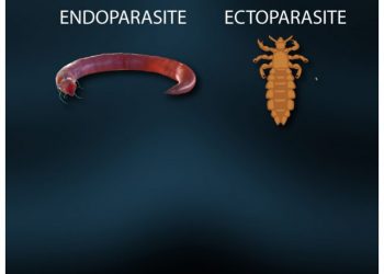 cropped-ectoparasite1.jpg