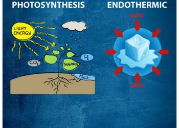 cropped-photosynthesis-and-endothermic4.jpg