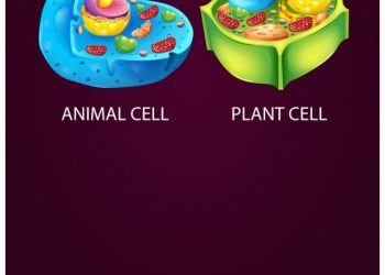 cropped-plant-and-animal-cell.jpg