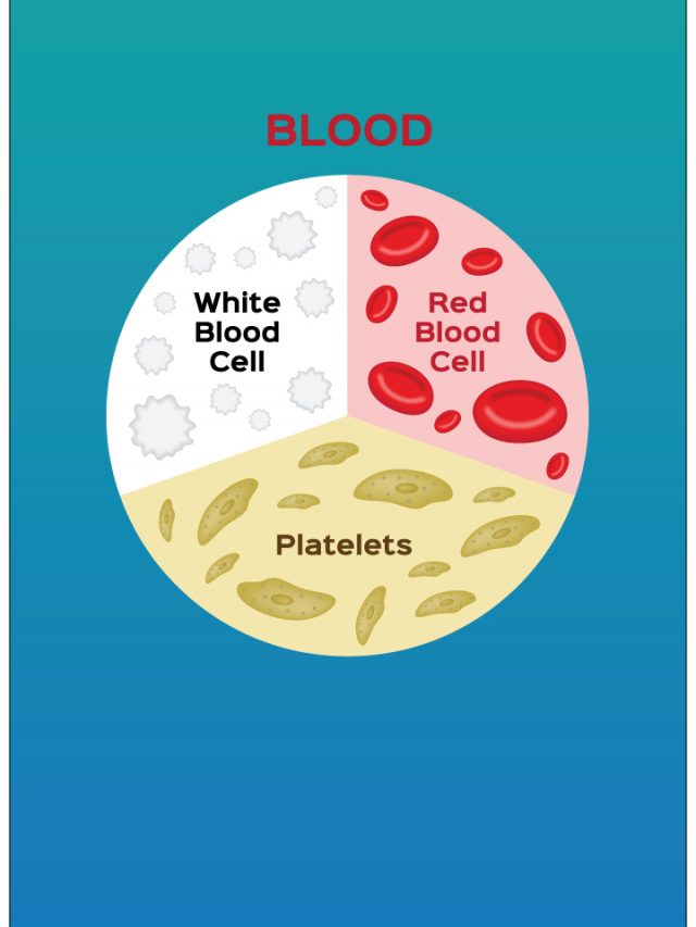 Red Blood Cells And White Blood Cells Diagram Composition Of Blood