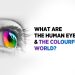 Human eye and the colorful world