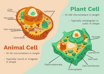 Plant cells vs animal cells: Difference between plant and animal cell