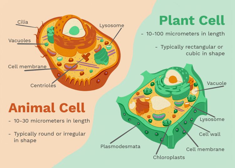 Plant cells vs animal cells: Difference between plant and animal cell
