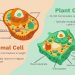 Plant cells vs animal cells: Difference between plant and animal cell