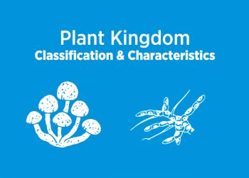 Plant Kingdom: Definition, Characteristics and Examples