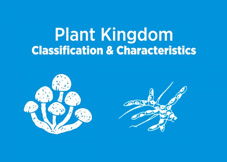 Plant Kingdom: Definition, Characteristics and Examples