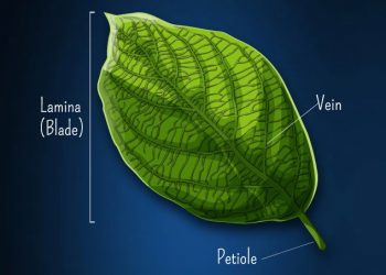 What are the important parts of plants? CBSE Class 6 exam notes