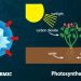 What is Photosynthesis?