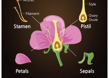 cropped-Q.-write-the-functions-of-sepals-and-petals-2.jpg