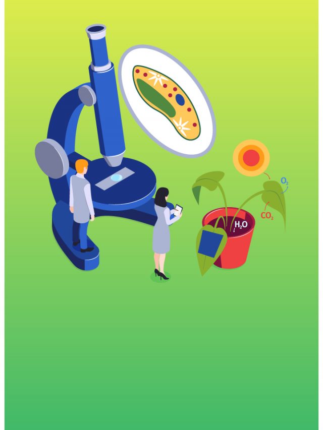 CBSE Class 12 Biology Preparation Tips for Term 2 Board Exam 2022