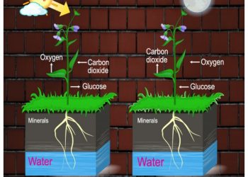cropped-photosynthesis-and-respiration-home-page.jpg