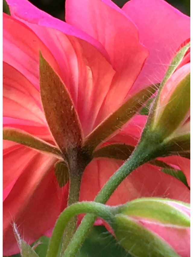 Unit-Wise Important Topics for CBSE Class 12 Biology Exam 2022