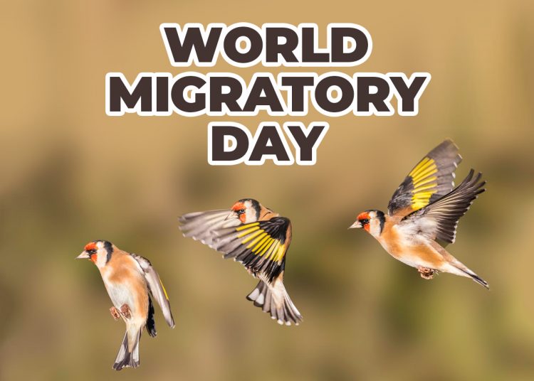 World Migratory Bird Day 2022: Theme, History, Significance & Importance