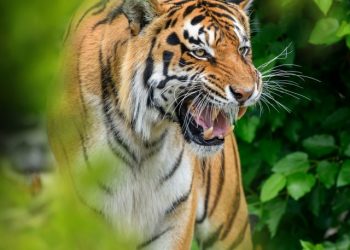 cropped-tiger-natural-habitat-hidden-forest.jpg