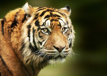 International Tiger Day
