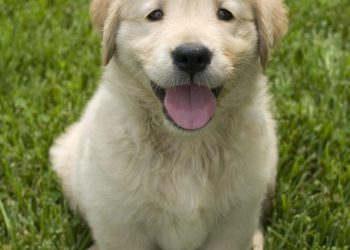 cropped-shallow-focus-shot-cute-golden-retriever-puppy-sitting-grass-ground.jpg