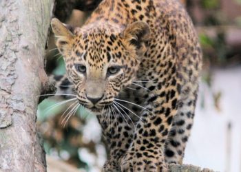 cropped-Amur-Leopard-scaled-1.jpg