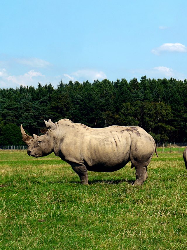 Guess the Rarest Rhino Species That Are Endangered in the World