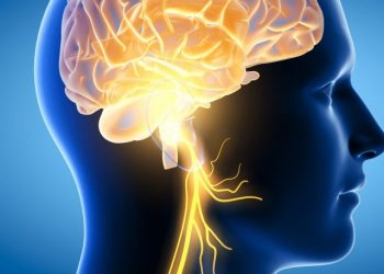 The,3d,Illustration,Showing,Brain,And,Active,Vagus,Nerve,(tenth