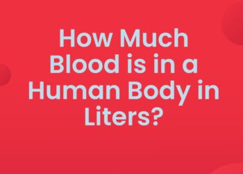How Much Blood is in a Human Body in Liters?