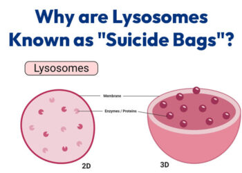 Why are Lysosomes Known as "Suicide Bags"?