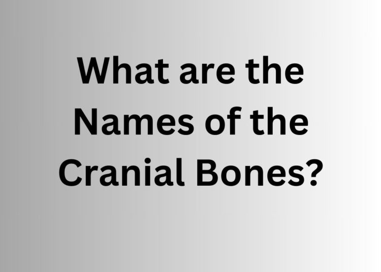 What are the Names of the Cranial Bones?