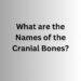 What are the Names of the Cranial Bones?