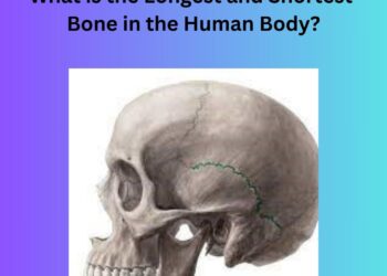 What is the longest and shortest bone in human body?