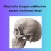 What is the longest and shortest bone in human body?