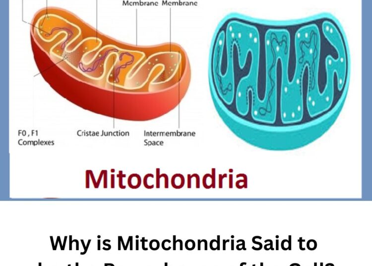 Why is Mitochondria Said to be the Powerhouse of the Cell?