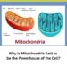 Why is Mitochondria Said to be the Powerhouse of the Cell?