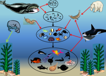 Food Webs