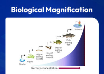 Biological Magnification: Types, Functions, Importance