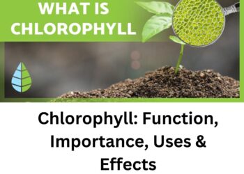 Importance of Chlorophyll