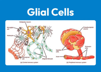 Glial Cells uses and effects