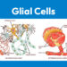 Glial Cells uses and effects
