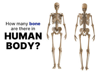 How many bones are there in Human body?
