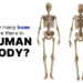 How many bones are there in Human body?